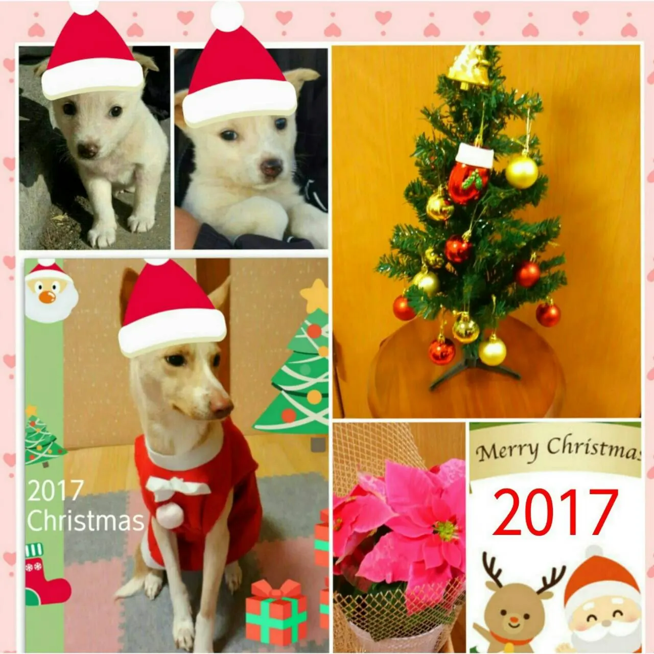 🎅✨MaryChristmas✨🎄（写真3）