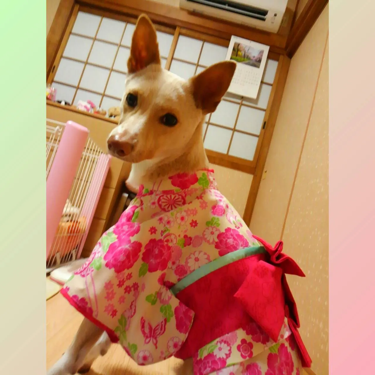 🎎ひな祭り🌸（写真2）